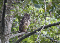 Brown Fish Owl