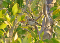 Brown Gerygone
