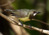 Brown Gerygone