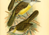 Brown-headed Greenbul