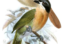 Brown-headed Greenbul