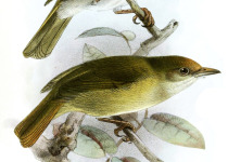 Brown-headed Greenlet