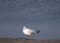 Brown-headed Gull
