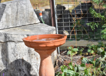 Brown-headed Honeyeater