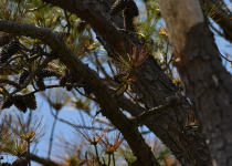 Brown-headed Nuthatch