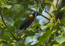 Brown-headed Weaver