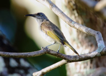 Brown Honeyeater