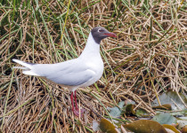 Brown-hooded Gull