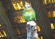 Brown-hooded Parrot