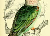 Brown-necked Parrot
