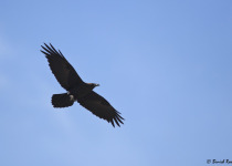 Brown-necked Raven