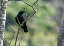 Brown-necked Raven