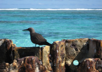 Brown Noddy