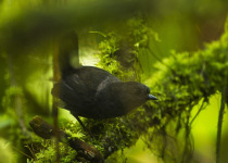 Brown-rumped Tapaculo