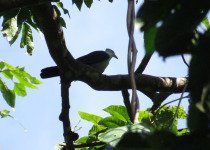 Brown's Imperial Pigeon