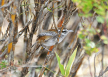 Brown's Wood-Wren
