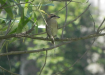 Brown Shrike