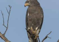 African Snake Eagle