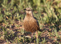 Brown Songlark