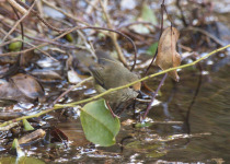 Brown Thornbill