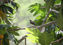 Brown Thornbill