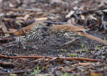 Brown Thrasher