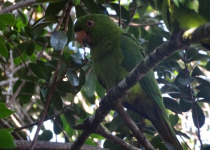 Brown-throated Parakeet