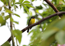 Brown-throated Sunbird