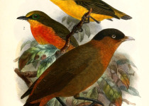 Brown-throated Wattle-eye