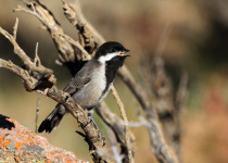Brown-throated Wattle-eye