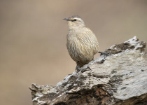 Brown Treecreeper