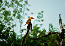Brown-winged Kingfisher