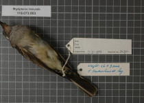 Brown-winged Schiffornis