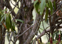 Brownish-flanked Bush Warbler