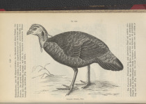 Bruijn's Brush-turkey
