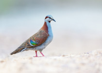 Brush Bronzewing
