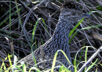 Brushland Tinamou