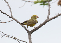Buchanan's yellow canary