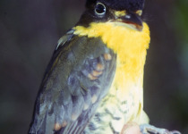 Buckley's Forest-Falcon