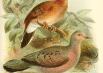 Buckley's Ground Dove