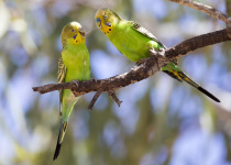 Budgerigar