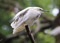 Buff-backed Heron