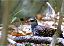 Buff-banded Rail