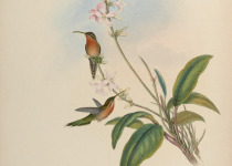 Buff-bellied Hermit