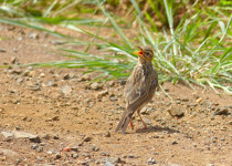 Buff-bellied Pipit