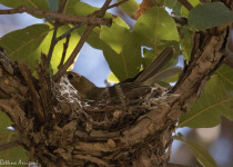 Buff-breasted Flycatcher