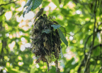 Buff-breasted Flycatcher