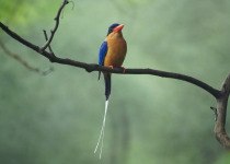 Buff-breasted Paradise-Kingfisher