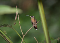 Buff-breasted Sabrewing