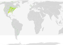 Buff-breasted Sandpiper